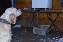 HAYVAN SEVGİSİ - Köpeği Aç Kalmasın Diye Zaman Ayarlı Makine Yaptı