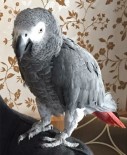KÜNEFE - Kaybolan Papağanı Bulana Para Ödülü