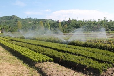 Ordu'da 1.5 Milyon Fidan Üretildi