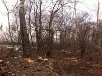 Tavuk Ormanı'nda Ağaç Kesimi İddiası