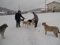 TEMA Yaylada Karda Aç Kalan Hayvanları Unutmadı