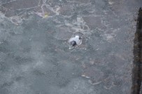 PORSUK ÇAYı - Yürek Burkan Görüntü