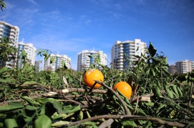 Adana'da 200 Bin Hektar Tarımsal Alan Tehdit Altında