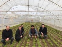 ZEKERIYA SARıKOCA - Karda Hasar Görmüş Sera Ve Yüksek Tünellerde İnceleme