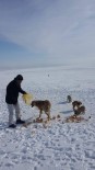 RAFET YıLMAZ - Kulu'da Hayırsever Bir Vatandaş Aç Köpekleri Ekmekle Doyurdu