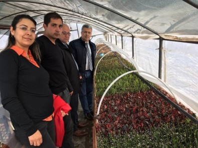 Milas Belediyesi Kendi Çiçeklerini Yetiştiriyor