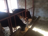 Orman Ve Su İşleri Bakanlığı'nın Köylülere Desteği Sürüyor