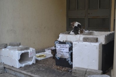 Duyarlı Vatandaşlardan Kedi Yuvası