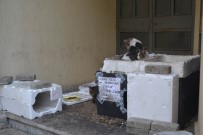 HAYVAN SEVERLER - Duyarlı Vatandaşlardan Kedi Yuvası