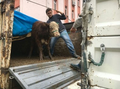 Kastamonu Cide'de Çiftçilere 18 Adet Sığır Hibe Edildi