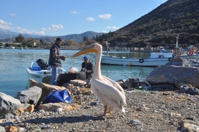'Pelikan Abbas' Gazipaşa Limanının Maskotu Oldu