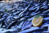 Gürcü hamsisi geliyor