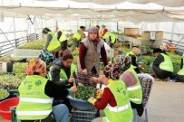 Zonguldak'ta 2.5 Milyon Fidan Toprakla Buluşuyor