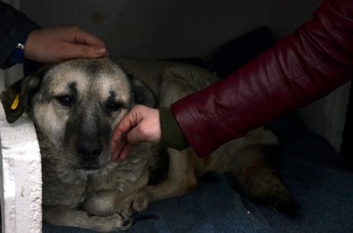 O Köpek Artık Sahipsiz Değil