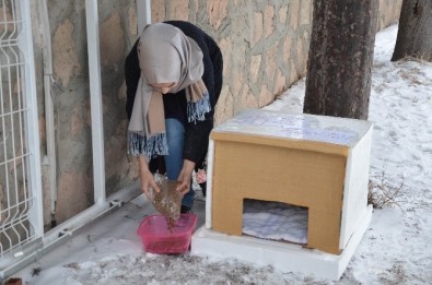 Sokak Hayvanları İçin Seferber Oluyorlar