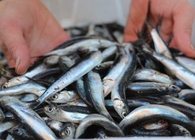 Karadeniz'de Oluşan Akıntı Balık Fiyatlarını Arttırdı