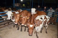 BÜYÜKBAŞ HAYVANLAR - Milas'ta Genç Çiftçilere Büyükbaş Hayvan Desteği