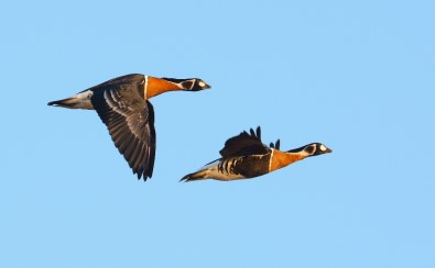 Nadir Görülen Kaz Türü İstanbul'da Vuruldu
