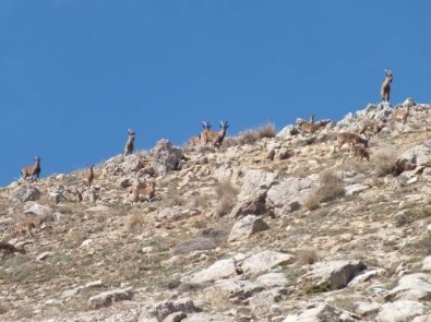 Niğde'de Yaban Keçisi Sayısı Arttı