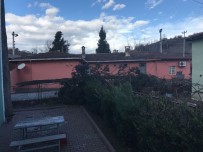 YALAKDERE - Okul Yakınına Devrilen Ağaç Korkuttu