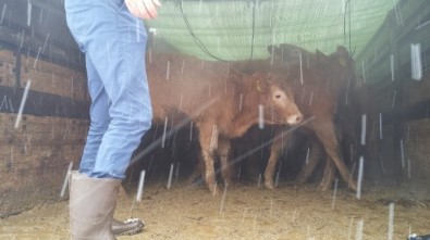 Pınarbaşı'nda Çiftçilere 24 Sığır Hibe Edildi