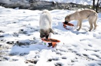 MAMAK BELEDIYESI - Şefkat Eli Sokak Hayvanlarına Da Uzanıyor
