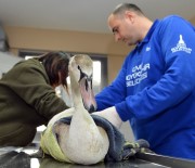 DOĞAL YAŞAM PARKI - Davetsiz Misafir