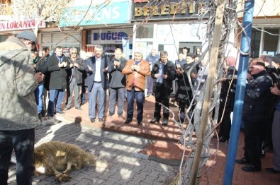 Hisarcık Belediyesi'nden Yeni Yıl Kurbanı