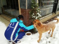 BEYOĞLU BELEDIYESI - Beyoğlu'nda Sokak Hayvanları Yalnız Değil
