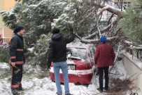 YEŞILAY - Kar, 50 Yıllık Çam Ağacını Otomobilin Üzerine Devirdi