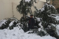 SEVINDIK - Mut'ta 20 Yıl Sonra Yağan Kar Zeytinleri Vurdu