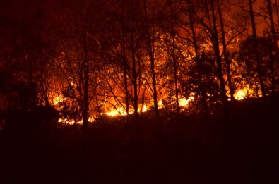 Trabzon'da Büyük Orman Yangını