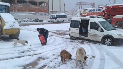 Altınova Belediyesi'nden Sokak Hayvanlarına Yiyecek