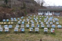 Arıcılıkta kullanılan antibiyotikler sağlığı tehdit ediyor