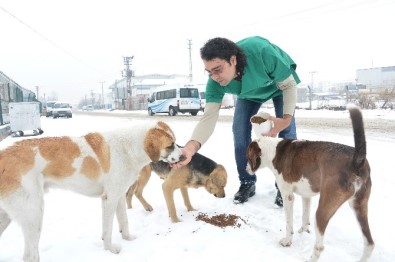 Büyükşehir'den, 2016'Da Sokak Hayvanları İçin 5 Milyon TL'lik Harcama
