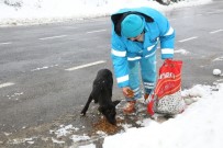 SOKAK KÖPEKLERİ - Çekmeköy'de Sokak Hayvanları Unutulmadı