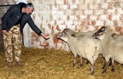 Dev Fransız Koyunları Bursa'da