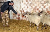 OKTAY ÖZTÜRK - Dev Fransız Koyunları Bursa'da