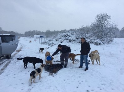 Gebze'de Sokak Hayvanları Unutulmadı