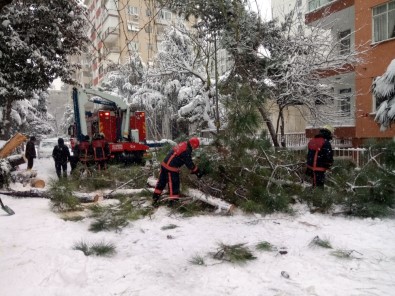 Kadıköy'de Verilen Ağaç Araçlara Zarar Verdi
