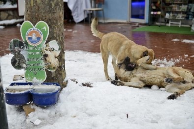Maltepe'de Mama Verilen Köpeklerin Mutluluğu Kamerada