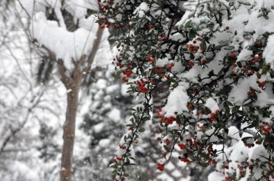 Kocaeli'de Kar Yağışı Kartpostallık Fotoğraflar Oluşturdu