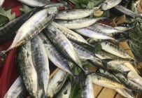 FATIH YıLMAZ - Palamudun Tanesi 5 Liraya Düştü