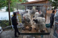 MEHMET ER - Trabzon'da Asgari Ücretin 20 Katına Tavuk Ve Horoz Satıldı