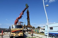 PALMİYE AĞACI - Aliağa Belediyesi'nden Ağapark'a Palmiye Takviyesi