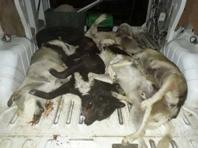 Aydın'da Köpek Katliamı