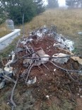 Kastamonu'da Aç Kalan Ayılar, Mezarlara Dadandı Haberi