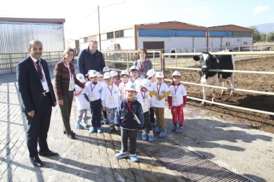 Minikler Bal, Süt Ve Yumurtanın İzinde