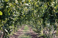 ÇILINGIR - Ziraat Mühendisleri Uyardı, 'Hasat Sonrası Bahçelerinizi Terk Etmeyin'