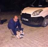 YAVRU KÖPEK - Yaralı Köpek Kurtarıldı